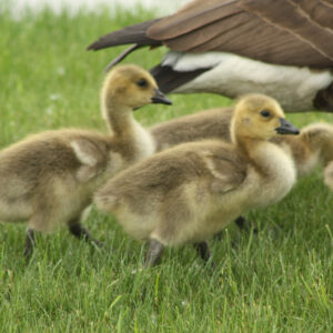Baby Goslings