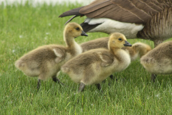 Baby Goslings