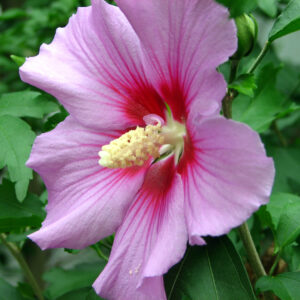 Rose of Sharon