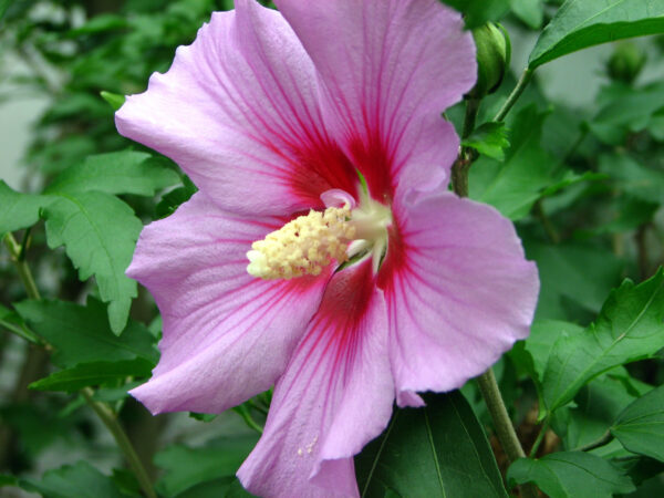 Rose of Sharon
