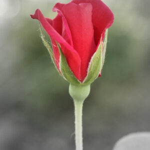 Amore