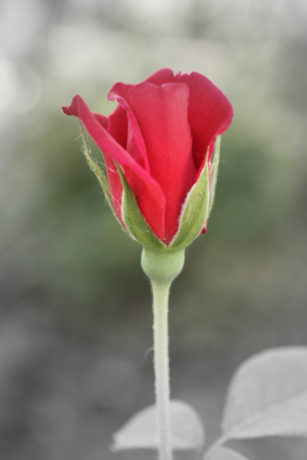Amore