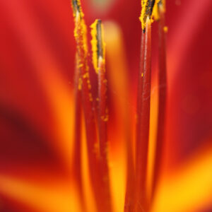 Lily Red