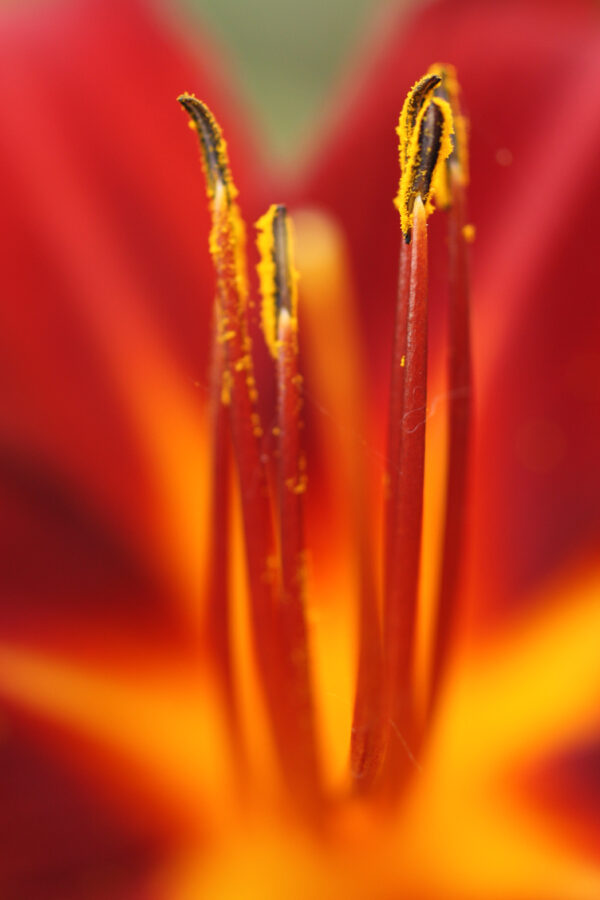 Lily Red