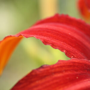 Red Lily