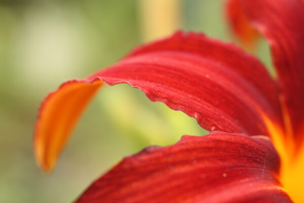 Red Lily
