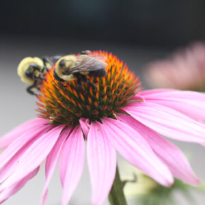Busy Bees