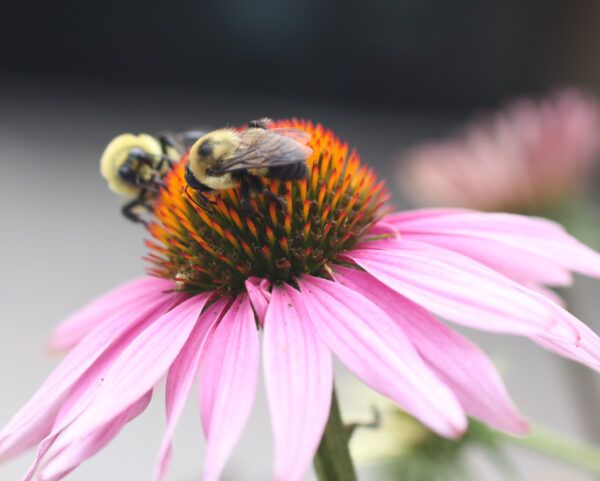 Busy Bees