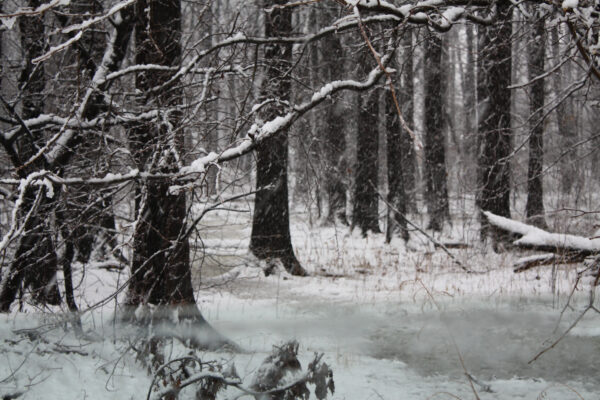 Frozen in Time