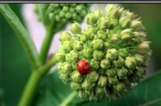 Lady Bug