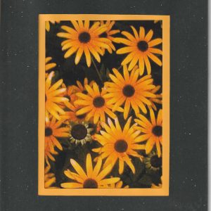 Patch of Susans