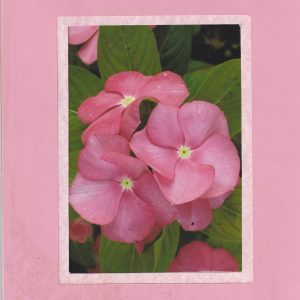 Pretty in Pink