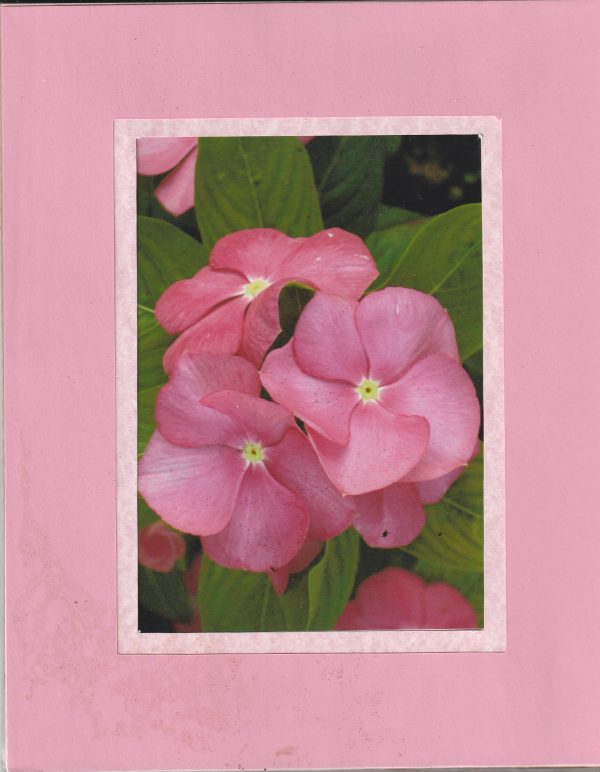 Pretty in Pink