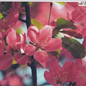 Pink Tree Blossoms