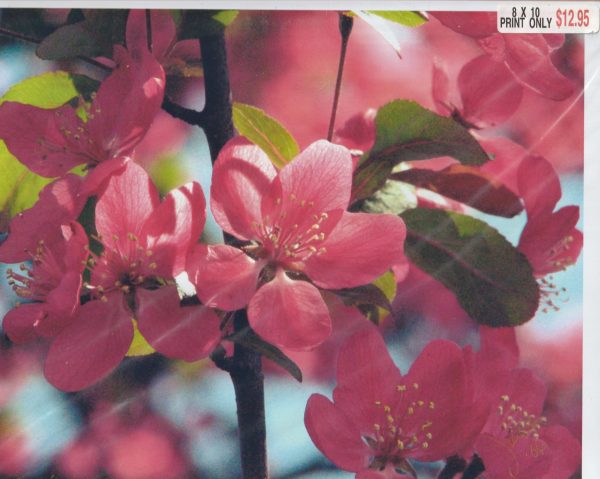 Pink Tree Blossoms