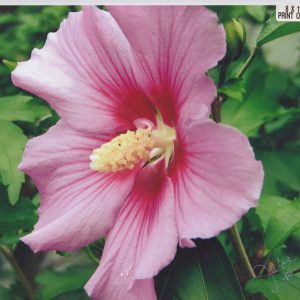 Rosey Sharon