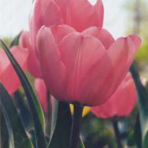 Colors of Spring