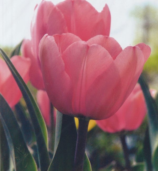 Colors of Spring
