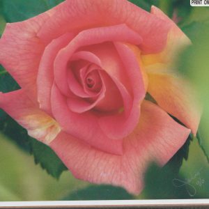 La Fleur De La Pasion