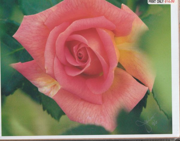 La Fleur De La Pasion