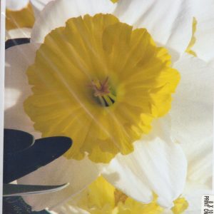 Springtime Daffy