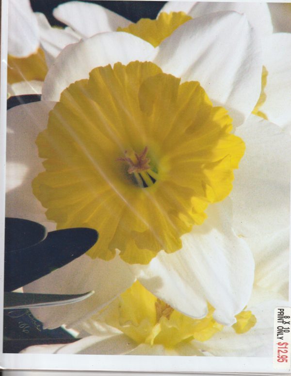 Springtime Daffy